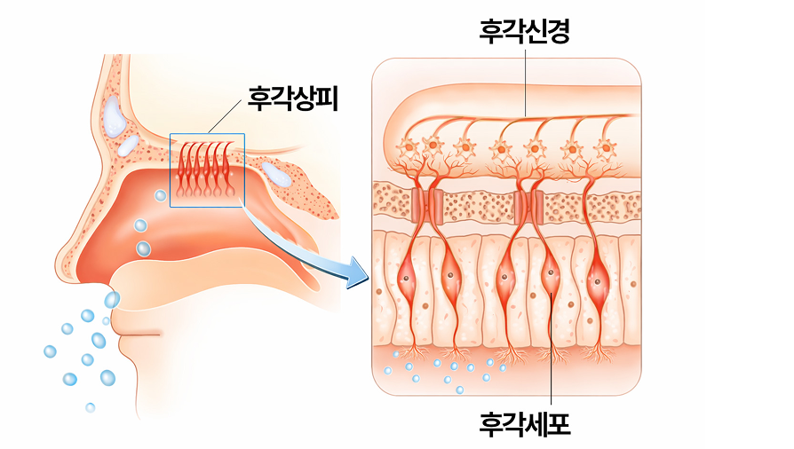 후각 경로 구조 — 후각장애 발생 부위 도해